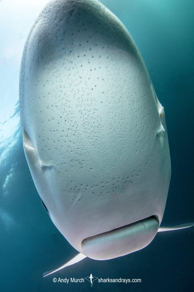 Ampullae of Lorenzini Sharks and Rays