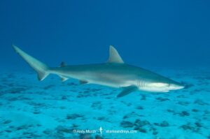 Blacknose Shark, Carcharhinus acronotus.