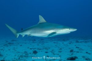 Blacknose Shark, Carcharhinus acronotus.