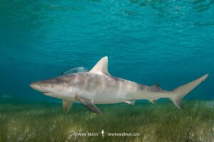 Blacknose Shark, Carcharhinus acronotus.