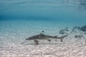 Blacktip Reef Shark, Carcharhinus melanopterus, Tumakohua Pass, Fakarava Atoll, French Polynesia, South Pacific Ocean.