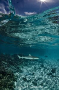 Blacktip Reef Shark, Carcharhinus melanopterus, Tumakohua Pass, Fakarava Atoll, French Polynesia, South Pacific Ocean.