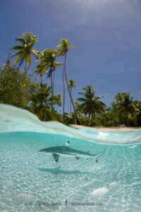 Blacktip Reef Shark, Carcharhinus melanopterus, Tumakohua Pass, Fakarava Atoll, French Polynesia, South Pacific Ocean.