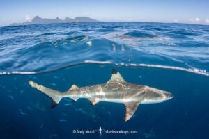 Blacktip Reef Shark, Carcharhinus melanopterus, White Valley (dive site), Tahiti, French Polynesia, South Pacific Ocean.