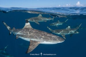 Blacktip Reef Shark, Carcharhinus melanopterus, White Valley (dive site), Tahiti, French Polynesia, South Pacific Ocean.