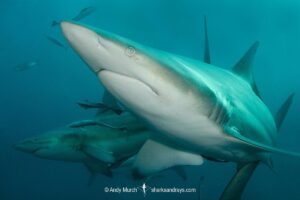 Blacktip Shark, Carcharhinus limbatus. A pelagic requiem shark species with a cosmopolitan, tropical distribution. Image from Aliwal Shoal, South Africa.