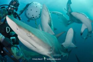 Blacktip Shark, Carcharhinus limbatus. A pelagic requiem shark species with a cosmopolitan, tropical distribution. Image from Aliwal Shoal, South Africa.