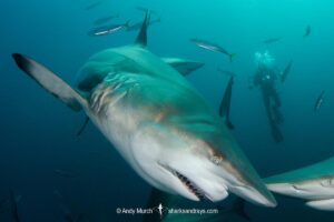 Blacktip Shark, Carcharhinus limbatus. A pelagic requiem shark species with a cosmopolitan, tropical distribution. Image from Aliwal Shoal, South Africa.