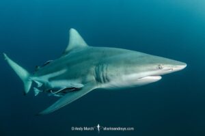 Blacktip Shark, Carcharhinus limbatus. A pelagic requiem shark species with a cosmopolitan, tropical distribution. Image from Aliwal Shoal, South Africa.