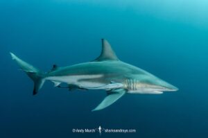 Blacktip Shark, Carcharhinus limbatus. A pelagic requiem shark species with a cosmopolitan, tropical distribution. Image from Aliwal Shoal, South Africa.