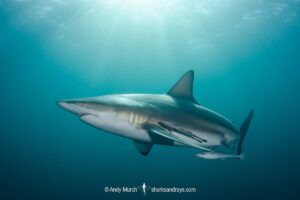 Blacktip Shark, Carcharhinus limbatus. A pelagic requiem shark species with a cosmopolitan, tropical distribution. Image from Aliwal Shoal, South Africa.