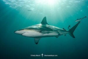 Blacktip Shark, Carcharhinus limbatus. A pelagic requiem shark species with a cosmopolitan, tropical distribution. Image from Aliwal Shoal, South Africa.