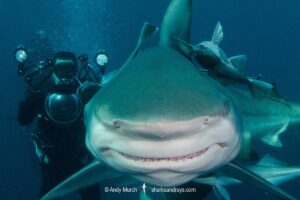 Blacktip Shark, Carcharhinus limbatus. A pelagic requiem shark species with a cosmopolitan, tropical distribution. Image from Aliwal Shoal, South Africa.