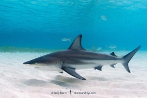 Blacktip Shark, Carcharhinus limbatus. A 1m long juvenile from Gun Cay near South Bimini Island in the Bahamas.
