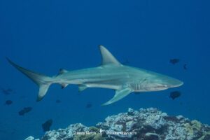 Blacktip Shark, Carcharhinus limbatus. A pelagic requiem shark species with a cosmopolitan, tropical distrubition. Image from Nuku Hiva in the Marquesas Archipelago in French Polynesia.
