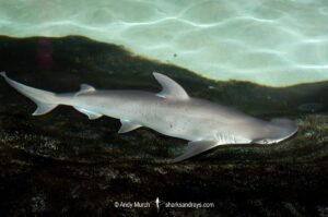 Bonnethead Shark, Sphyrna tiburo. A small species of hammerhead shark found in tropical regions of the Atlantic and Pacific coasts of North, Central and South America.