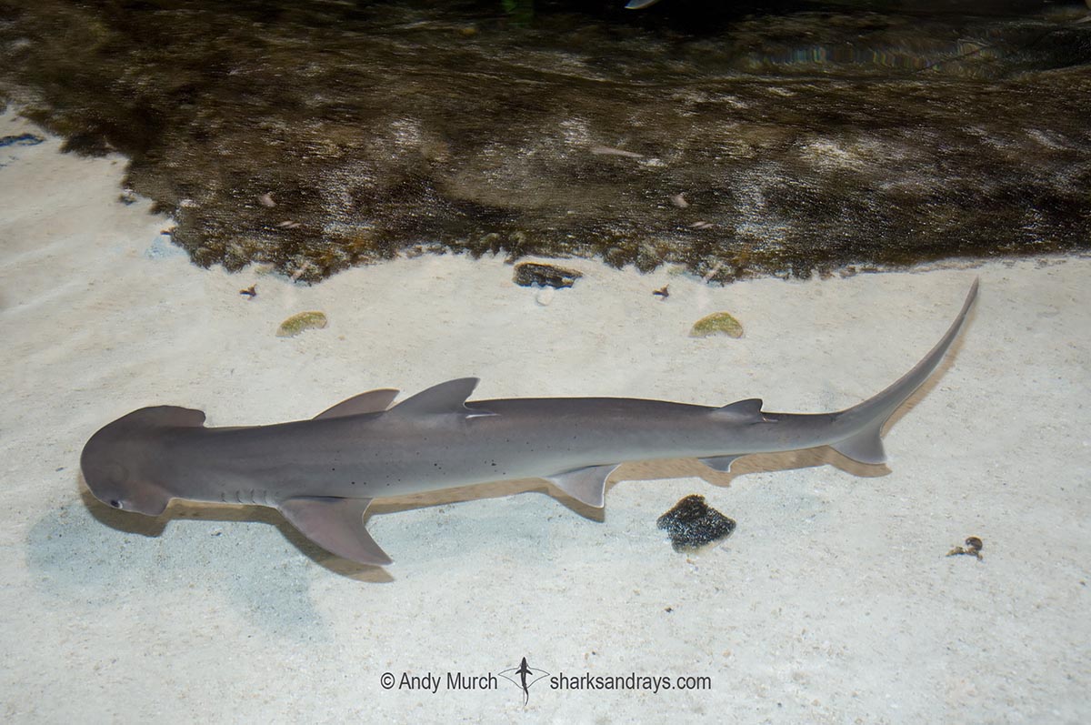 Fishing for Hammerhead Sharks in Key West