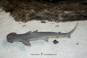 Bonnethead Shark, Sphyrna tiburo. A small species of hammerhead shark found in tropical regions of the Atlantic and Pacific coasts of North, Central and South America.