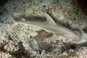 Bonnethead Shark, Sphyrna tiburo. A small species of hammerhead shark found in tropical regions of the Atlantic and Pacific coasts of North, Central and South America.
