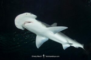 Bonnethead Shark, Sphyrna tiburo. A small species of hammerhead shark found in tropical regions of the Atlantic and Pacific coasts of North, Central and South America.