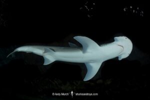 Bonnethead Shark, Sphyrna tiburo. A small species of hammerhead shark found in tropical regions of the Atlantic and Pacific coasts of North, Central and South America.