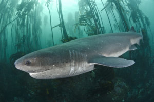 Broadnose Sevengill Shark