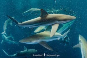 Bronze Whaler Shark, Carcharhinus brachyurus