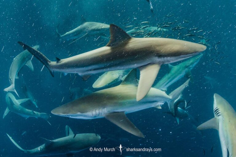 Bronze Whaler Shark Carcharhinus brachyurus