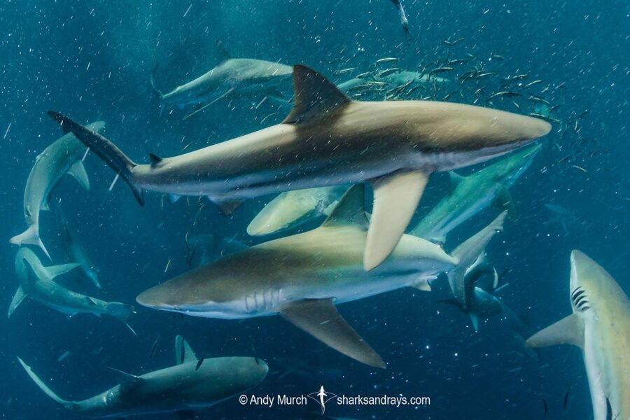 Bronze Whaler Shark Carcharhinus brachyurus