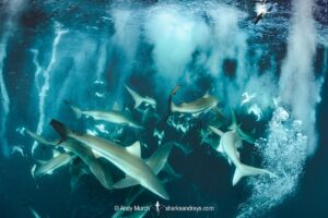Bronze Whaler Shark, Carcharhinus brachyurus