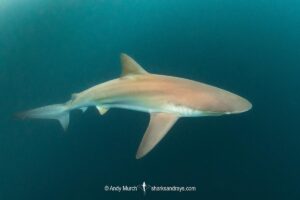 Bronze Whaler Shark, Carcharhinus brachyurus