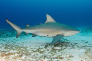 Bull Shark, Carcharhinus leucas. Aka Zambezi Shark or Lake Nicaragua Shark. Playa Del Carmen, Mexico, Caribbean Sea.