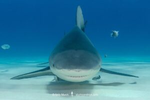 Bull Shark, Carcharhinus leucas. Aka Zambezi Shark or Lake Nicaragua Shark. Bimini Island, Bahamas, Caribbean Sea.