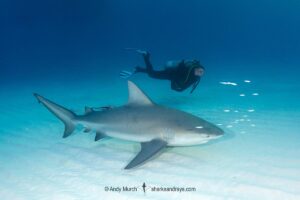 Bull Shark, Carcharhinus leucas. Aka Zambezi Shark or Lake Nicaragua Shark. Bimini Island, Bahamas, Caribbean Sea.