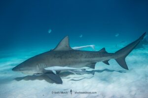 Bull Shark, Carcharhinus leucas. Aka Zambezi Shark or Lake Nicaragua Shark. Bimini Island, Bahamas, Caribbean Sea.