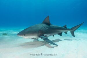 Bull Shark, Carcharhinus leucas. Aka Zambezi Shark or Lake Nicaragua Shark. Bimini Island, Bahamas, Caribbean Sea.