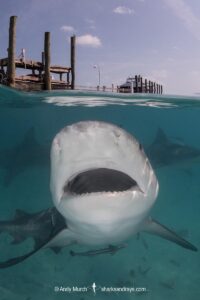 Bull Shark, Carcharhinus leucas. Aka Zambezi Shark or Lake Nicaragua Shark. Bimini Island, Bahamas, Caribbean Sea.