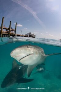 Bull Shark, Carcharhinus leucas. Aka Zambezi Shark or Lake Nicaragua Shark. Bimini Island, Bahamas, Caribbean Sea.