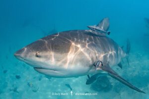 Bull Shark, Carcharhinus leucas. Aka Zambezi Shark or Lake Nicaragua Shark. Bimini Island, Bahamas, Caribbean Sea.