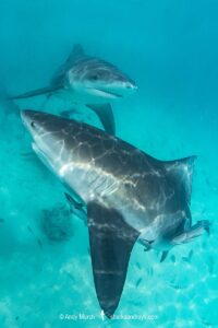 Bull Shark, Carcharhinus leucas. Aka Zambezi Shark or Lake Nicaragua Shark. Bimini Island, Bahamas, Caribbean Sea.