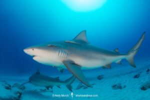 Bull Shark, Carcharhinus leucas. Aka Zambezi Shark or Lake Nicaragua Shark. Playa Del Carmen, Mexico, Caribbean Sea.