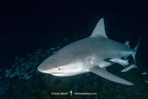Bull Shark, Carcharhinus leucas. Aka Zambezi Shark or Lake Nicaragua Shark. Tiger Beach, Little Bahama Bank, Bahamas, Caribbean Sea.