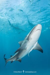 Bull Shark, Carcharhinus leucas. Aka Zambezi Shark or Lake Nicaragua Shark. Tiger Beach, Little Bahama Bank, Bahamas, Caribbean Sea.