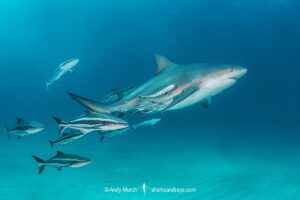 Bull Shark, Carcharhinus leucas. Aka Zambezi Shark or Lake Nicaragua Shark. Tiger Beach, Little Bahama Bank, Bahamas, Caribbean Sea.