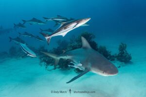 Bull Shark, Carcharhinus leucas. Aka Zambezi Shark or Lake Nicaragua Shark. Tiger Beach, Little Bahama Bank, Bahamas, Caribbean Sea.