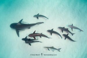 Bull Shark, Carcharhinus leucas. Aka Zambezi Shark or Lake Nicaragua Shark. Tiger Beach, Little Bahama Bank, Bahamas, Caribbean Sea.
