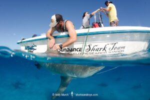 Bull Shark, Carcharhinus leucas. Aka Zambezi Shark or Lake Nicaragua Shark. Researchers from the Bimini Biological Field Station removing a hook after taking a DNA sample and installing an identification tag. Bimini Island, Bahamas, Caribbean Sea.