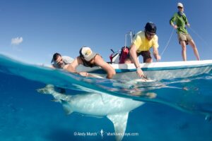 Bull Shark, Carcharhinus leucas. Aka Zambezi Shark or Lake Nicaragua Shark. Researchers from the Bimini Biological Field Station removing a hook after taking a DNA sample and installing an identification tag. Bimini Island, Bahamas, Caribbean Sea.