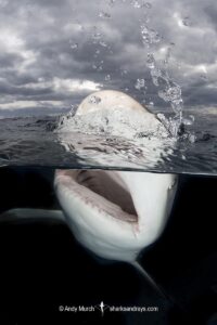 Caribbean Reef Shark, Carcharhinus perezi. Tiger Beach, Little Bahama Bank, Bahamas.