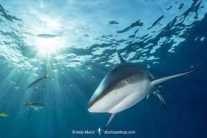 Caribbean Reef Shark, Carcharhinus perezi. Tiger Beach, Little Bahama Bank, Bahamas.